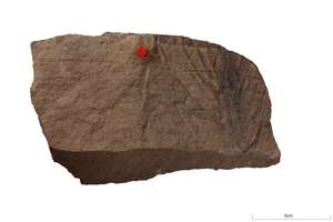 gen 2 fossils