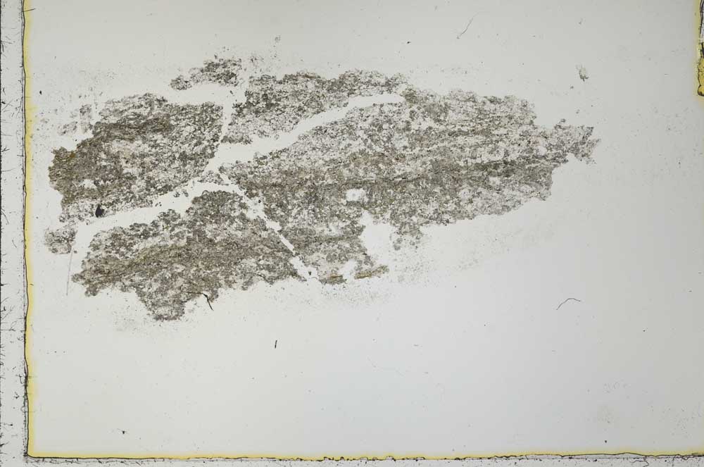 Plane Polarized, S31205