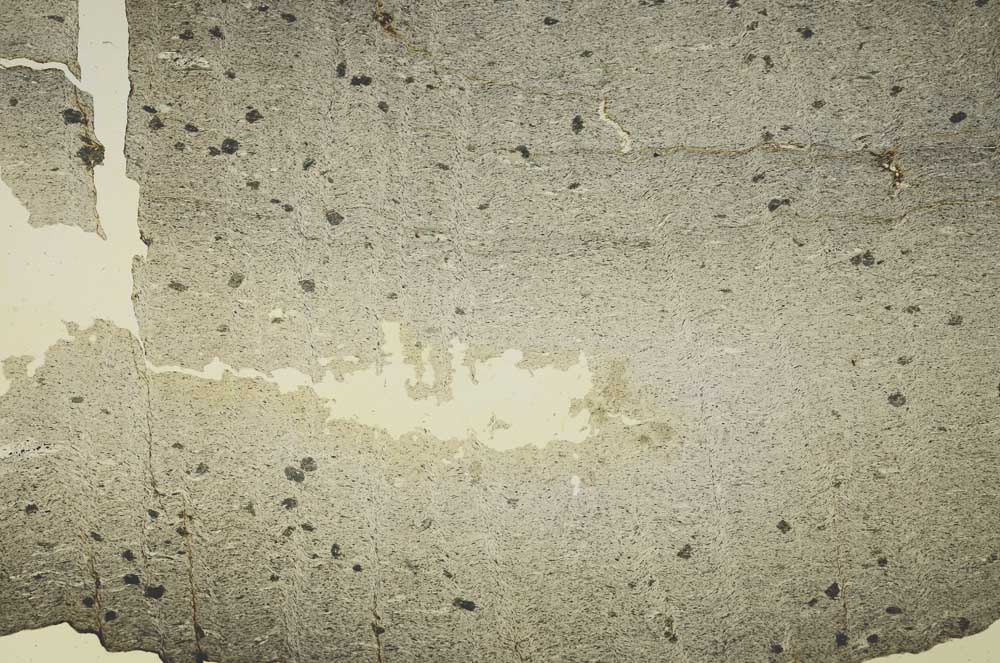 Plane Polarized, S40875/A