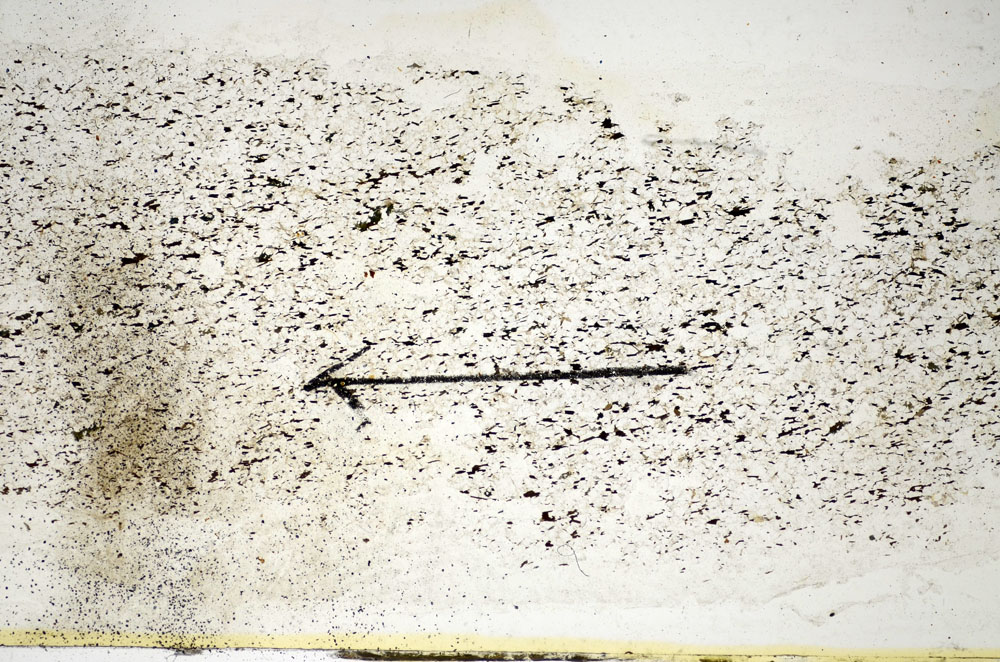 Plane Polarized, S85103