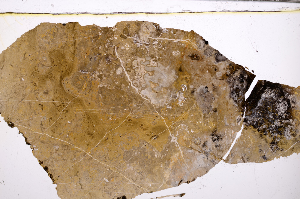 Plane Polarized, E32573