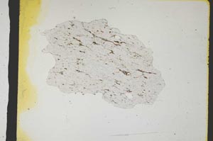 Plane Polarized, S3169