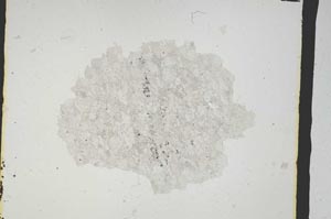Plane Polarized, S3173