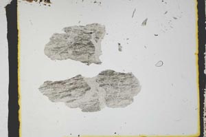 Plane Polarized, S3174