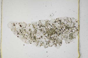 Plane Polarized, S3182