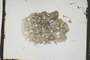 Plane Polarized, S3193