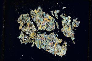 Cross Polarized, S3226