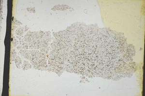 Plane Polarized, S3227