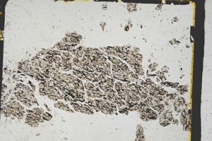 Plane Polarized, S3229