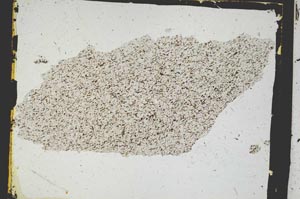 Plane Polarized, S3230