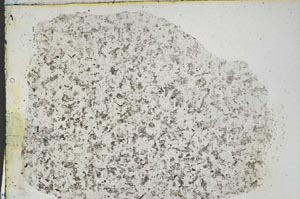 Plane Polarized, S3231