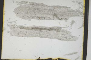 Plane Polarized, S3233