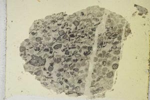 Plane Polarized, S3266