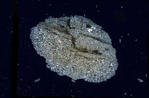 Cross Polarized, S3287