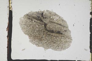 Plane Polarized, S3287