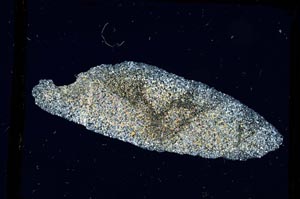 Cross Polarized, S3290