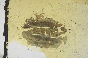 Plane Polarized, S3294