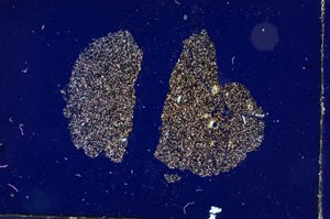 Cross Polarized, S3304