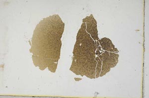 Plane Polarized, S3304