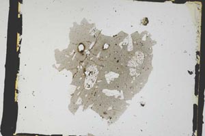 Plane Polarized, S3317