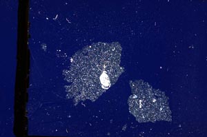 Cross Polarized, S3318/a