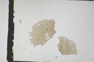 Plane Polarized, S3318/a