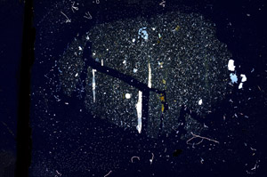 Cross Polarized, S3318