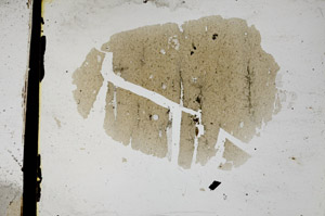 Plane Polarized, S3318