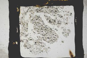 Plane Polarized, S3334