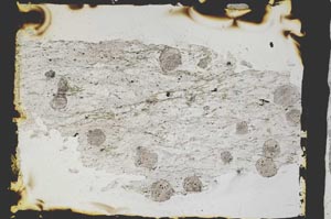 Plane Polarized, S3367