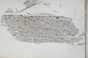 Plane Polarized, S3376/a