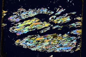 Cross Polarized, S3421