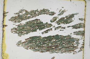 Plane Polarized, S3421