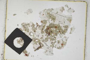 Plane Polarized, S3422