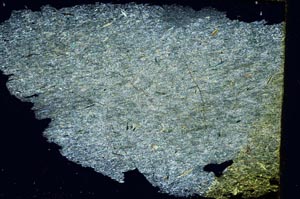 Cross Polarized, S3486