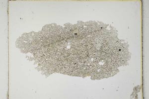 Plane Polarized, S3499