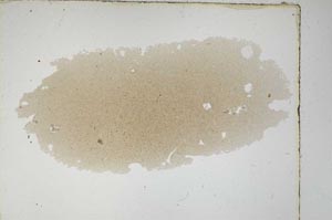 Plane Polarized, S3507