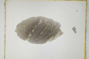 Plane Polarized, S3596