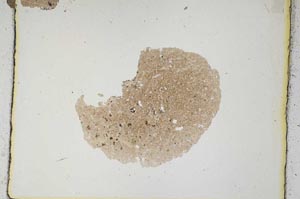 Plane Polarized, S3606