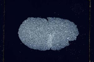 Cross Polarized, S3622