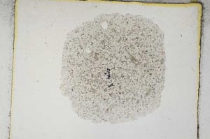 Plane Polarized, S3623