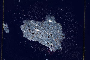 Cross Polarized, S3624