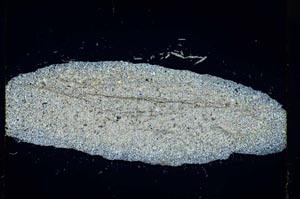 Cross Polarized, S3668