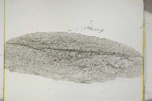 Plane Polarized, S3668