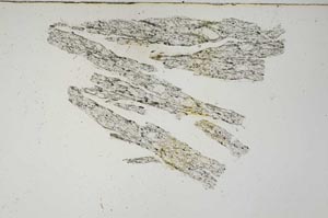 Plane Polarized, S3672