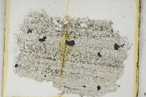 Plane Polarized, S3687