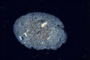 Cross Polarized, S3707