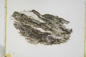 Plane Polarized, S3755