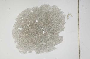 Plane Polarized, S3759