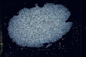 Cross Polarized, S3760